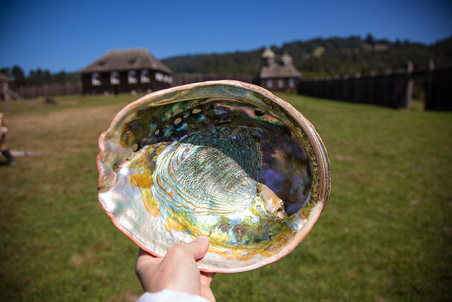Abalone shell