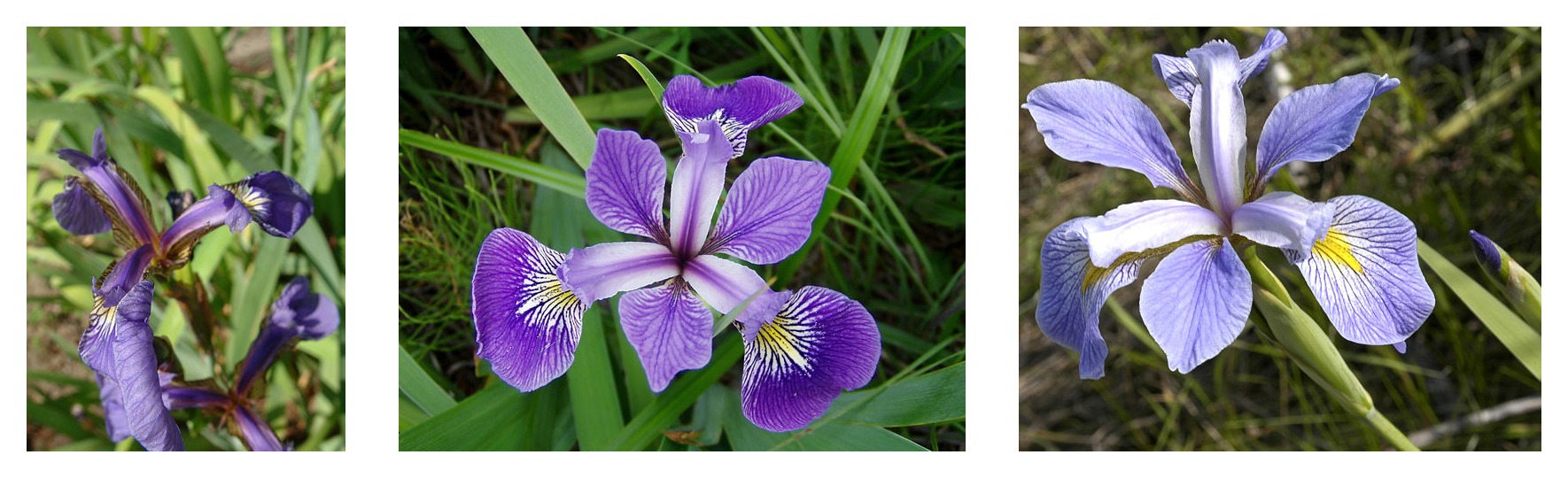 Сравнение геометрии лепестков трех видов ирисов: Iris setosa, Iris Virginica и Iris versicolor.